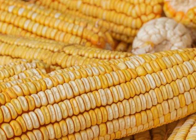 Turning Field Variability Into Smarter Seed Decisions