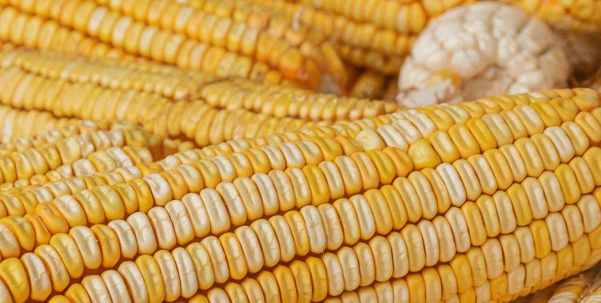 Turning Field Variability Into Smarter Seed Decisions